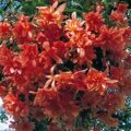 Begonia Pendula Rosa (R)